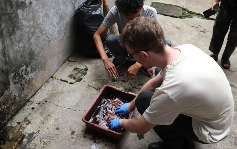 Tahap pewarnaan dan nglorod kain batik